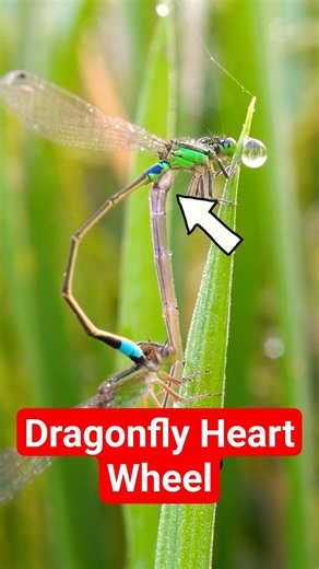 The Strange Reproductive Biology of Dragonflies