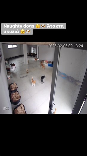 Naughty dogs 🫣🐶 Άτακτα σκυλιά 🫣🐶 | Takis Shelter non profit organisation