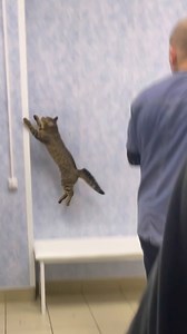 17M views · 34K reactions | This cat really hates the vets  | Furry Tails | Facebook