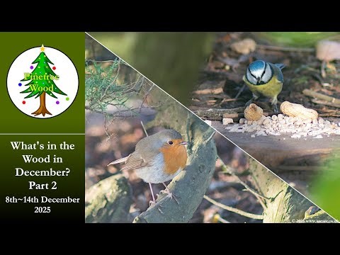 What's in the Wood in December Week 2 - Animals and Birds caught on the Pinetree Wood Trailcam 2025