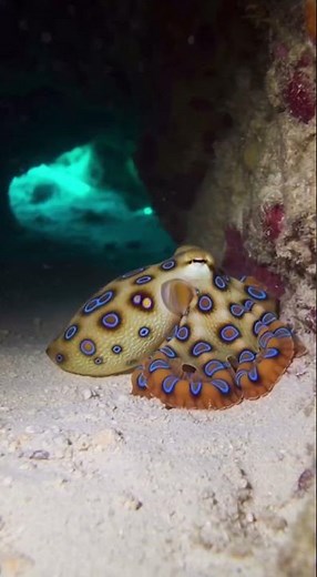 Blue ringed octopus Small and cute, but definitely not your friend!