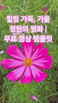 힐링 가득, 가을 정원의 평화 | 코스모스, 과꽃 | 저작권 없는 배경음악 |무료 템플릿