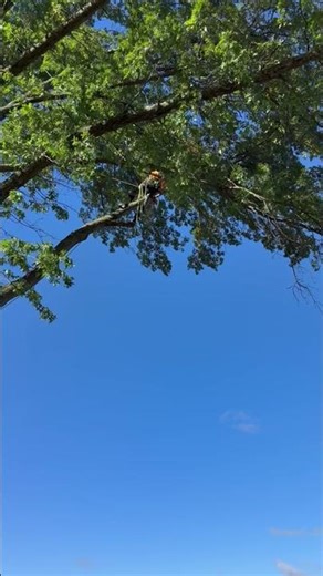 Smooth rigging on a big removal #Tree #treeremoval #tripolitreecare #pittsburgh