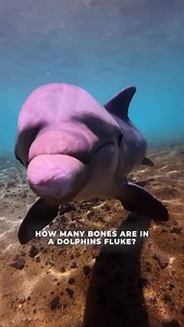 Have you ever wondered how many bones are in a dolphin’s fluke? These powerful appendages are built for movement, propelling dolphins forward with strength, speed, and remarkable control. Designed to flex and respond with every kick, they make effortless gliding through the ocean look easy. Just one of the many incredible adaptations that make dolphins such extraordinary aquatic athletes. #dolphinlove #adaptations #flukes #amazinganimals #oceanlife | Dolphin Quest