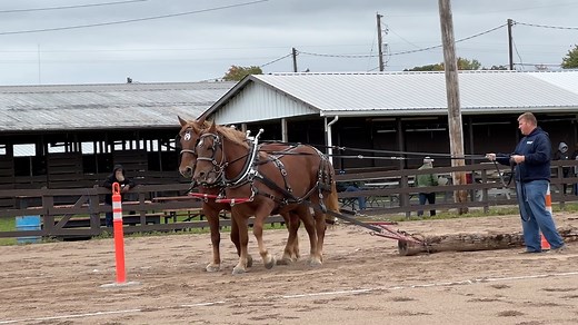 5.6K views · 218 reactions | The North American Suffolk Punch Horse...