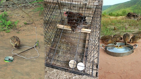 Smart Trapping Techniques Designed For Birds And Snakes