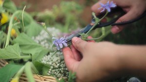 Propagating Lavender from Cuttings