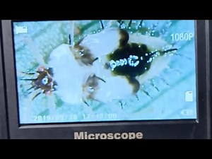Unboxing 4,3 Inch Hd LCD Digital Microscope Dan Langsung Coba