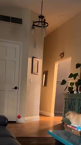 Every time #funny #home #dog #dogs #goldenretriever #diy #lol #reel #reels #viralreels #reelsviral #fyp #foryou | Elaine Carol’s Kitchen
