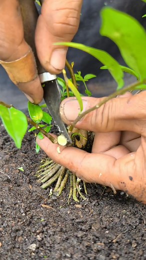 3K views · 163 reactions | Tidying up the cut marks #bonsaitree | Karimun Java | Facebook