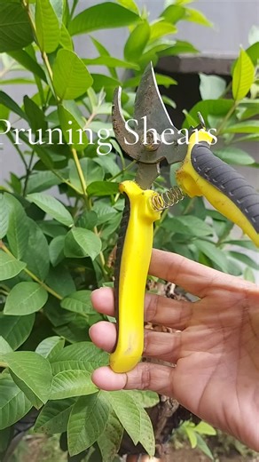 pruning shears #pruningshears