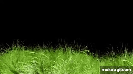 🌿 Animated Grass Motion Black Screen Background | HD Nature Effect for Video Editing & Overlays on Make a GIF