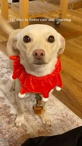 145 days and counting.. Chacarron is looking for his family. Please share to help us find them. His ideal home would be with a solo person or couple that have all the time to dedicate to a young pup. Chacarron currently lives in a condo in Toronto. He is 3 years old and is a 15lb chihuahua mix. He has some dog pals but prefers to be the only pet. Apply at www.saveourscruff.org. We will be reviewing applications after January 4th. | Save Our Scruff