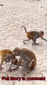 A baby monkey cries out in distress, its tiny voice filled with fear and discomfort. Its mother, usually a source of comfort, is visibly angry, her eyes narrowed in frustration. The baby’s cries seem to only fuel her irritation as she scolds the little one, perhaps overwhelmed or stressed. #baby #NewsUpdate #monkey #Very #reels #Leo #newborn #cute #milkyway #crying | Monkey Cambodia