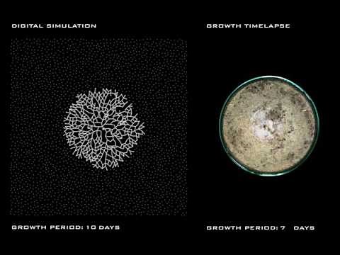 MYCELIUM // Growth : timelapse