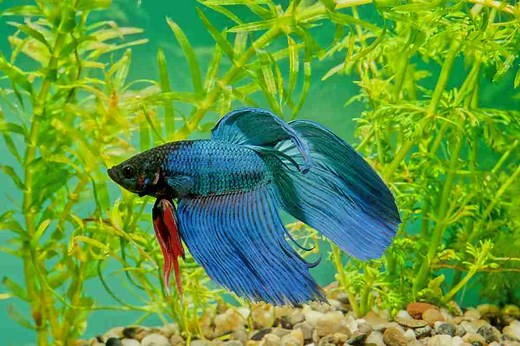 Can Betta Fish Live With Mollies? Everything You Need To Know