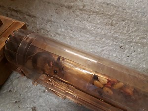 Building a Better, Kinder Mousetrap @Raspberry_Pi #PiDay #RaspberryPi