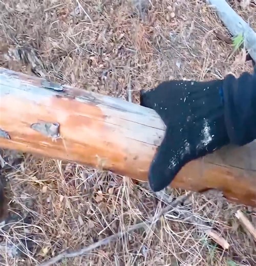 2.6K views · 67 reactions | Alex Wild Life provides instructions on how to build a secret bunker in the forest in 15 days using woodworking. | Thomas Wilderness | Facebook