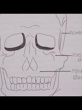 ll bone file kse bnye ll how to make bone file ll #gnm1st#anatomy#biology#medicalstudent#bscnurshing