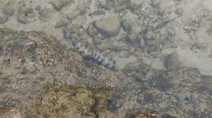 22 reactions | A snowflake moray eel searches the intertidal zone at...