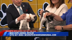 🐱 Pet of the Day: Gary & Levi - Bonded Pair – must be adopted together - Adoption Fee: $25 total - Great with other cats - Sweet, playful, and looking for their forever home! 📍 Available through New Hope Animal Rescue 💌 Give these brothers the loving home they deserve! #SponsoredPost #petoftheday #waynesappliance | Eyewitness News WEHT WTVW