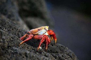 Paddling Crabs: Do Crabs Swim?