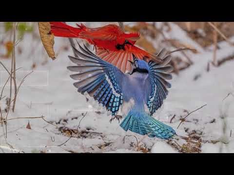 Why do the Cardinal and the Bluejay fight?