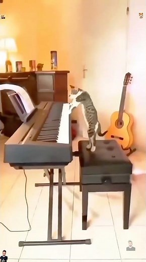 These Cats Play Piano Better Than Me😻😂 #funnycats #cat #catlovers #catshorts #pets #funnyanimals