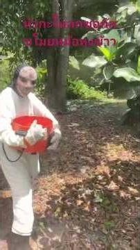 มนุษย์เขียวมาแล้วตอนหัวกะโหลกโซกัสขโมยหม้อหุงข้าวแม่ค้าขายของไม่ได้