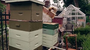 1.8K views · 66 reactions | What does #beekeeping have to do with...