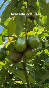 452 reactions · 39 shares | Avocado Festival Murree Agri Tourism Development Corporation of Pakistan | Khawaja Mazhar Iqbal | Facebook