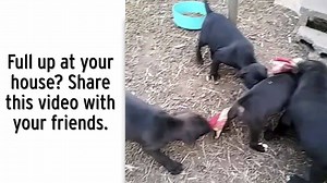 4.3K views · 32 reactions | Meet the Sweetums! These seven adorable Pit Bull puppies are looking for their forever homes. Let's make these puppies lucky! Operation Paws For Homes | Lucky Puppy Magazine | Facebook