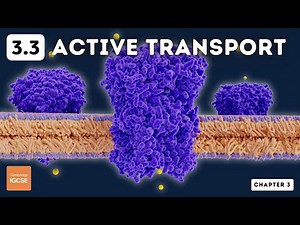 IGCSE Biology - Active Transport (3.3)
