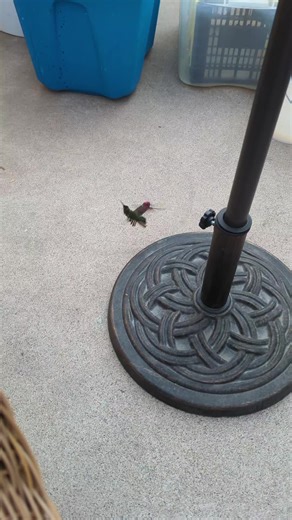 Funny Hummingbirds: Quirky Animal Behavior Revealed