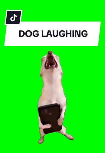 DOG LAUGHING #meme #greenscreen #fyp #trend #viral | dog laughing