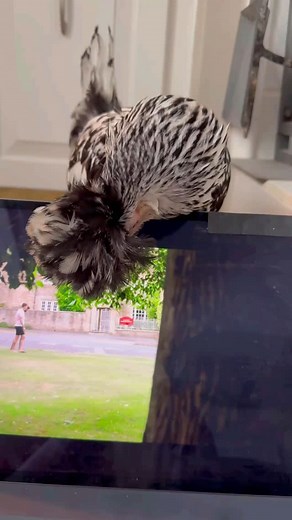 I’m honestly not sure which, Mum finds more more entertaining, watching Agatha Raisin or Hattie! Love, Botl #botlthemodelchicken #hattiethehousechicken #polishchicken #petchickens #housechicken #chickensarepetstoo #friendsnotfood #agatharaisin #funnypet #weekendfun #bestpet #cute #funnyanimalvideos #watchingtv | Botl the Model Chicken