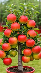 4.7M views · 59K reactions | How to grow apple tree from apple fruit #short #reelsviralシ #Apple #reelsviralシfb | Tree Garden | Facebook