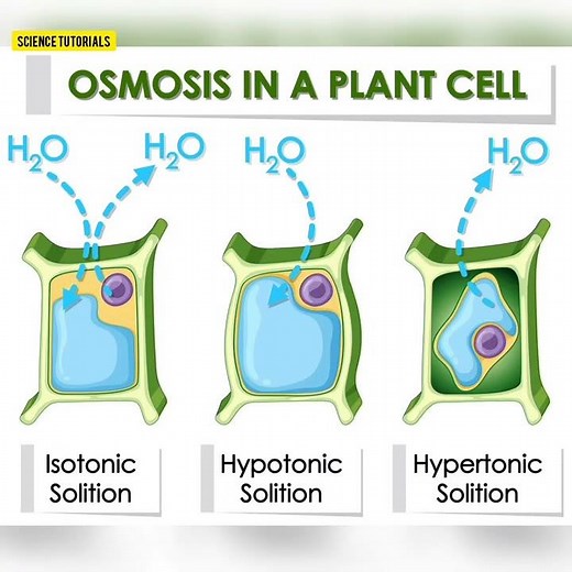 Osmosis process in plants 🪴 #sciencetutorials #osmosis #youtube #youtubeshorts