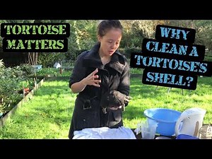 Why clean a tortoise? How to safely clean a tortoise and remove unwanted oil with Eleanor from TM.