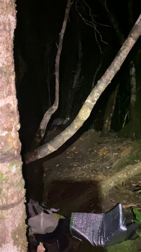 3.5K views · 241 reactions | "Musang" most commonly refers to the Asian Palm Civet spotted in Mayo's Peak, Mt. Guiting-Guiting, Sibuyan Romblon. ⛰️ | Laurence Bert Casia | Facebook