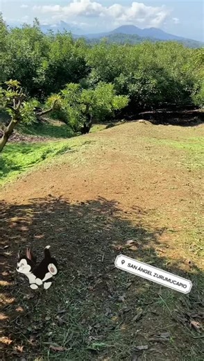 Videos de MARCO (@marcoantoniomm) con “Funny - Gold-Tiger”