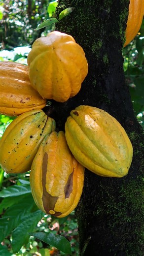 Jurassic Fruit on Instagram: "Die wahre Frucht der Schokolade 🍫✨ Bevor Kakaobohnen geröstet, fermentiert oder verarbeitet werden, wachsen sie in einer frischen Fruchthülle – umgeben von duftigem, fruchtigem, weißem Fruchtfleisch 🤍🥭 Eine seltene Delikatesse, die man frisch genießen kann und die noch viel zu unbekannt ist 💛 Frisch bedeutet: 0 Nährstoffverlust, kein Erhitzen, keine Oxidation. Ein Hauch von Bitterschokolade, umhüllt von süßer Fruchtigkeit – vollgepackt mit Flavonoiden & Magnesiu