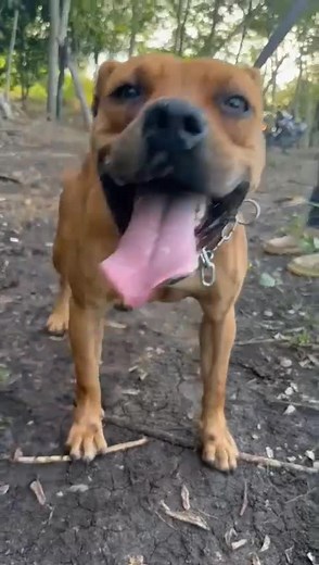 #apbt_game_dog #americanpitbullterrier #APBT #apbt