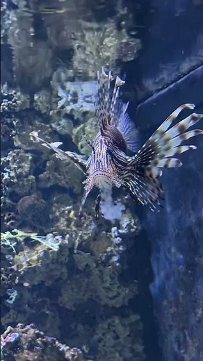 Calming Exotic Reef Aquarium Live 🐠 Lionfish & Coral Reef Relaxation