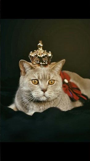 The Hilarious Dance of Cats: What Happens When They Chase a Laser Pointer?