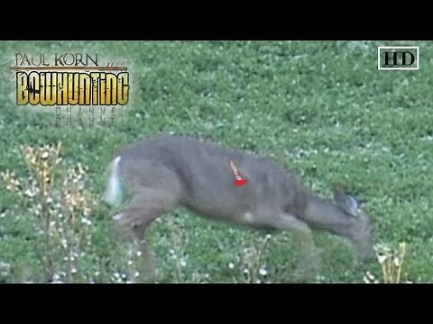 Perfect Arrow Placement on Deer double lung shot despite ducking the arrow or string