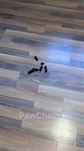 3.6K views |  The ultimate resource to potty train your dog with patience, end accidents, and bring peace back home  All the essentials in one place for a clean house and a happy dog  Clear, step-by-step instructions and a progress tracker so you can see your dog’s potty habits improve every day  Click and start building the right potty routine for your dog today  | 28 Day Dog Obedience Challenge | Facebook