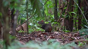 Agouti standing on the ground of the Amazon rain-forest eating nuts in the Amazonas state, Brazil