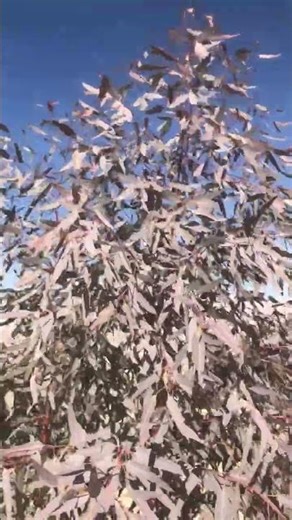 At village in Iran a man Prune eucalyptus tree where this tree domesticated!