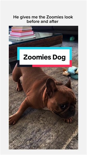 Zoomies dog compilation 🤣 why are dogs so funnt #dogsoftiktok #tiktokdogs #mansbestfriend #creatorsearchinsights #zoomies